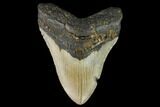 Fossil Megalodon Tooth - North Carolina #109851-1